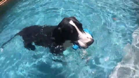 Great Dane dives into deep end swimming pool