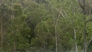 Flock of Cockatoos Gathers in Yard