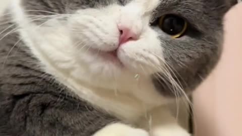 Cute cat video and Kittecat Cat Video
