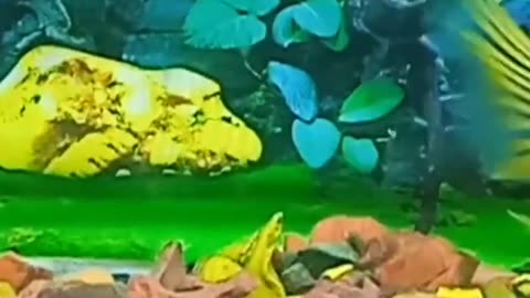 Yellow parrot fish