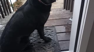 Stubborn dog refuses to come in from the cold