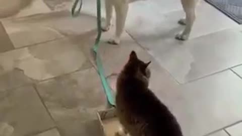 Cute Puppy and Cute Cat Playing together