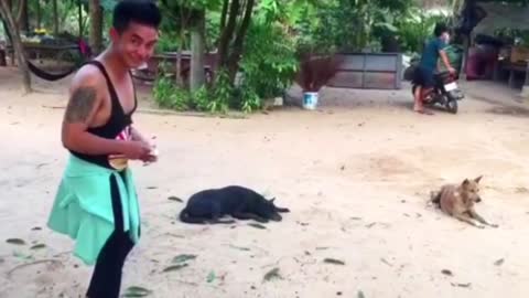 Troll Funny # Prank With Dogs # With Fake Lion # Hahahaha