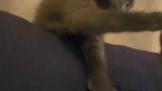 Fist Bump Kitty