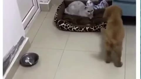 Funny cats video 2023 cats funny cats fight with other cats funny cats Animals funny video 2023