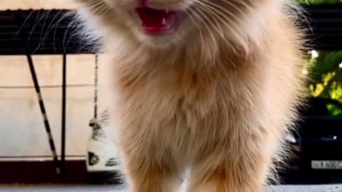 Soft and Cute Cat 🐈 is walking in slow 😎😘👈#Korejovlogs #Viral #shorts #Attractiveness #cats #catsshorts