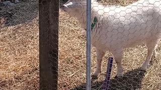 Flock it Farm: Cream the goat playing with a quail.