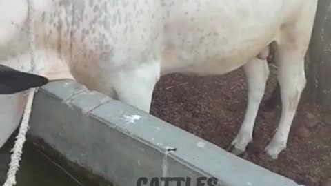 Heartwarming Videos of Cows Drinking Water