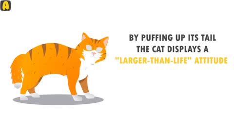 Cat Language Explained || MUST WATCH !