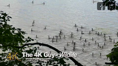 The 4K Guy- Wildlife Video Compilation - Ontario, Canada_Full-HD