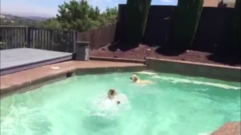 2 Goldens Go For A Toy In The Pool