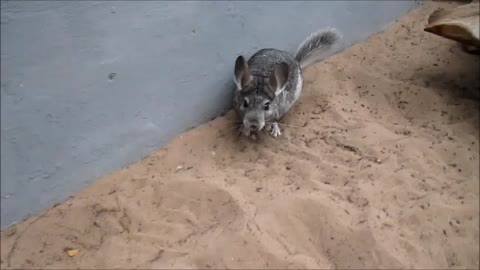 Chinchillas display incredibly quick acrobatics