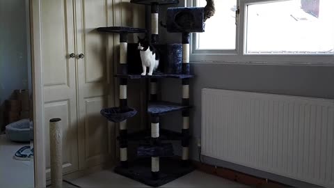 Bengal Kittens React To New Cat Tree