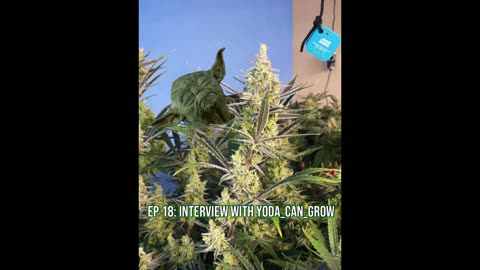 EP 18: Interview with Yoda_Can_Grow