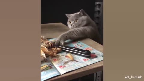 Hilarious Cat Videos That Will Make You Laugh All Day Long 😂 Funniest Cat Videos