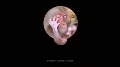 Try not to laugh - Funniest monkeys - cute and funny monkey videos compilation 2023 with Masti club