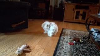 Bored Pup Discovers Her Tail And Has A Blast!