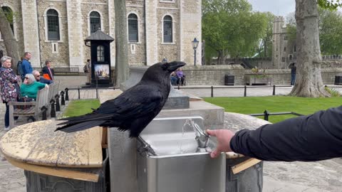 Guy Helps a Raven Drink From Fountain and Gets Bit