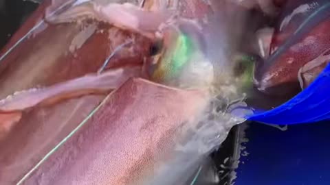 Squid Catch
