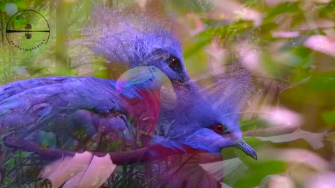 Most Colorful Birds In The World in Stunning Nature _ Birds Sounds _ Learn Names of Birds