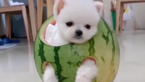 I'm a dog but I love melons. Who likes to eat melon?