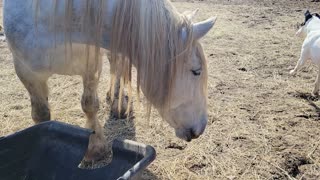 Friesian cross loves to use his nose to play