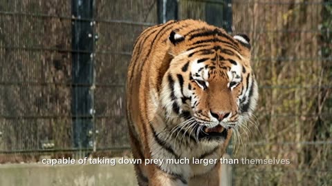 Majestic Tigers: Exploring the World of Big Cats