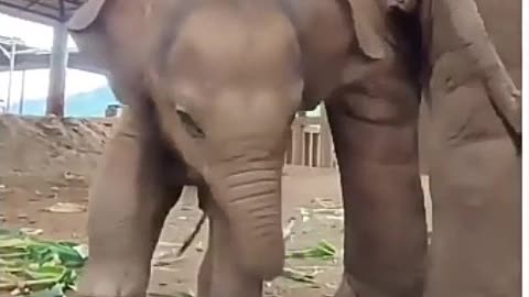 Cute baby elephant