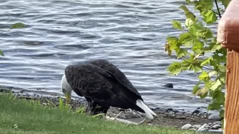 Bald Eagle Pulls Massive Carp onto the Shore