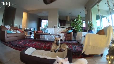 Dog Gets Caught Through Door Camera!