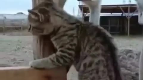 Funny Ostrich Grows Faster Than Cat