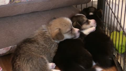 Puppy corgi sleeping