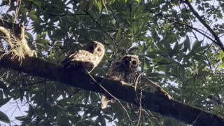 Young Owls Care for Each Other