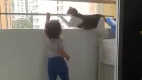 Cat Stops Toddler From Climbing On Balcony While Parent Films
