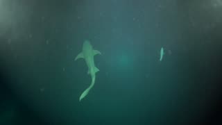 Breathless moments. Night diving at Alimatha House Reef. Maldives