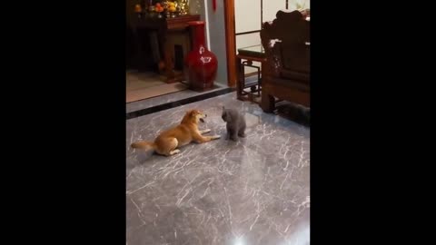 Funny Cats and Cute Kittens Playing Compilation for laugh !