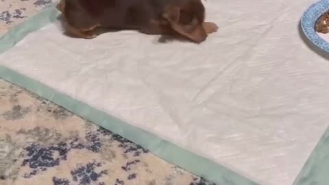 Puppy has lots of energy