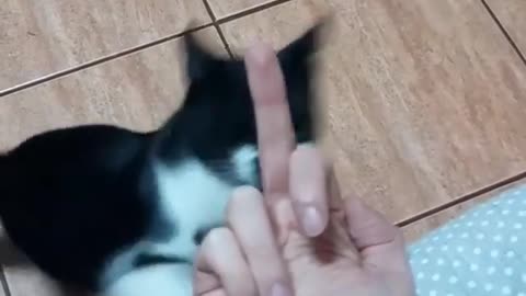 funnycatsvideos Show me that finger again 😹😼