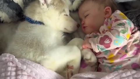 My Baby & Husky Puppy Becoming Best Friends