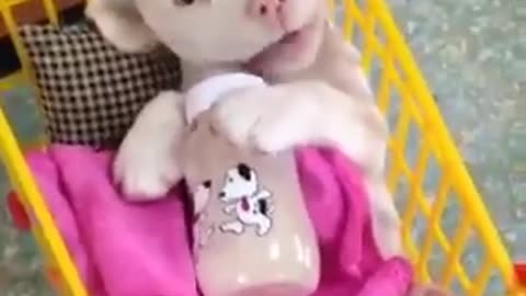 You Won't Believe How This Puppy Drink Milk from a bottle