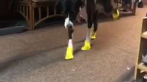 Dog in rain boots