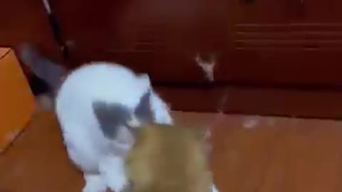 Famous scene of cats fighting, with fur flying all over the place 😂😂😂