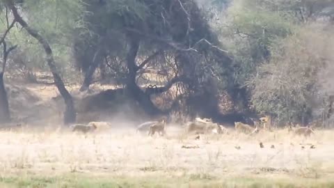 Komodo vs Python Survival Battle - Wild Dogs and Crocodile Siege Catches Kudu