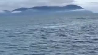 WHALE JUMPING