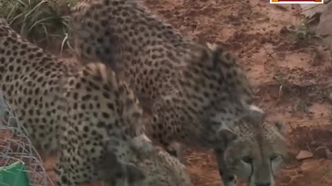 WATCH: Namibian Cheetahs In India Hunt & Make First Kill
