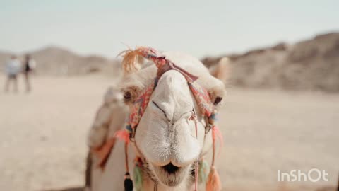 Camel history - Camel Video Beautiful please
