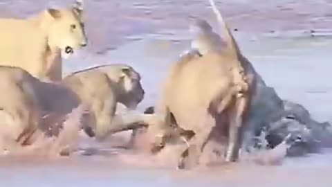 Crocodile & lion fight