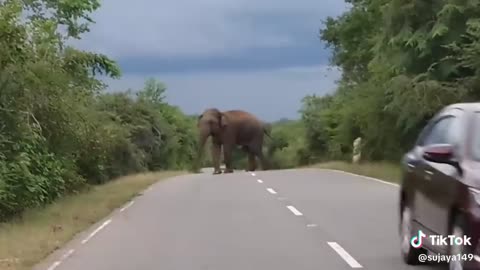 Close calls | elephant on the highway #viral #rumble
