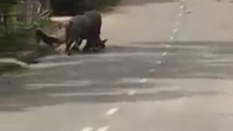 buffalo butting between the lines