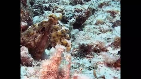 Octopus accidentally stands on a false StoneFish
